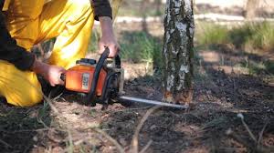 Best Pest Control for Lawns  in Garden Acres, CA