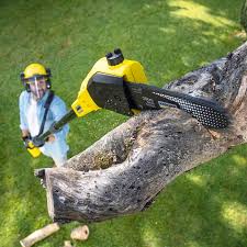 Best Lawn Disease Treatment  in Garden Acres, CA