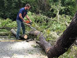Best Tree Mulching  in Garden Acres, CA