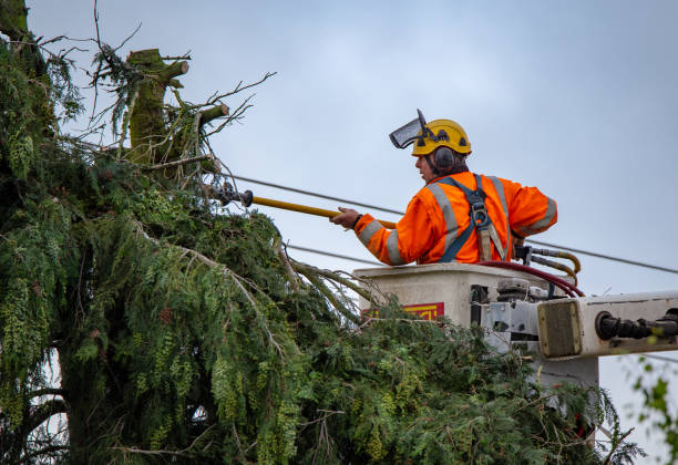 Trusted Garden Acres, CA Tree Care Experts