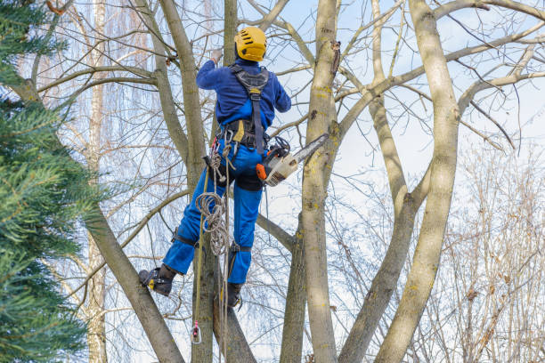 Best Tree Disease Treatment  in Garden Acres, CA