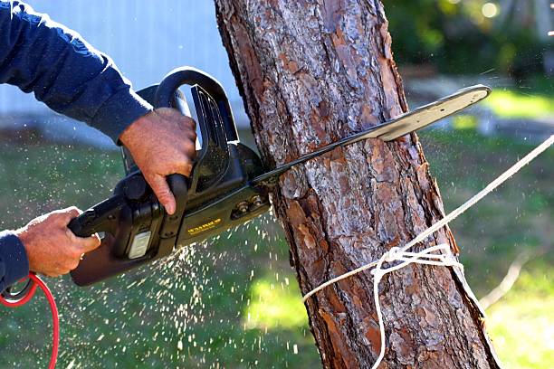 Best Stump Grinding and Removal  in Garden Acres, CA