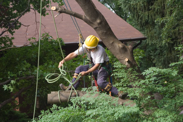 Best Lawn Renovation and Restoration  in Garden Acres, CA