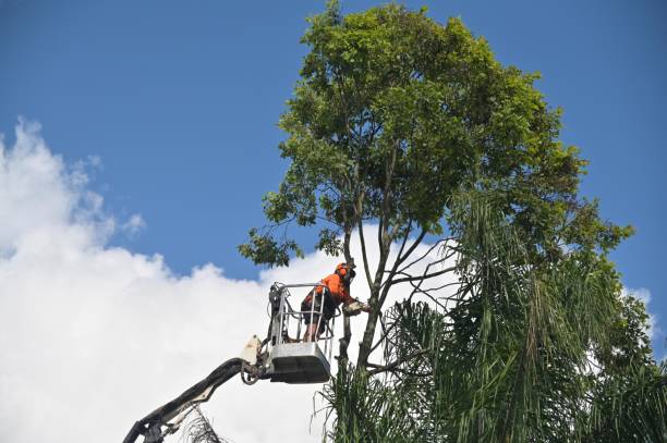 Best Utility Line Clearance  in Garden Acres, CA