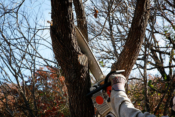 Best Tree Removal  in Garden Acres, CA