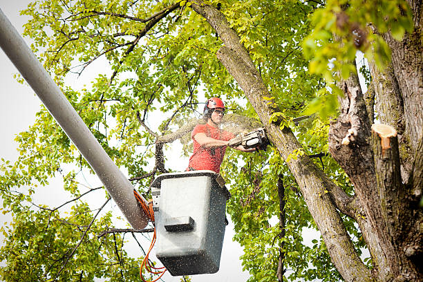 Best Root Management and Removal  in Garden Acres, CA