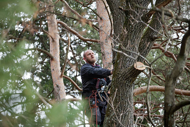 Best Hazardous Tree Removal  in Garden Acres, CA