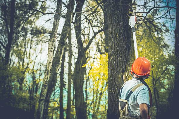Best Tree Preservation Services  in Garden Acres, CA