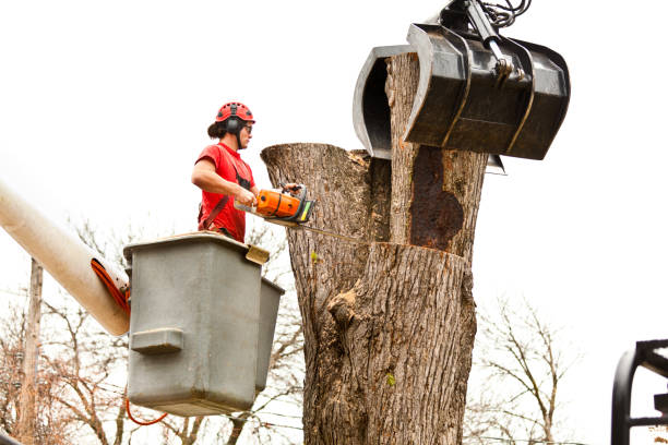 How Our Tree Care Process Works  in  Garden Acres, CA