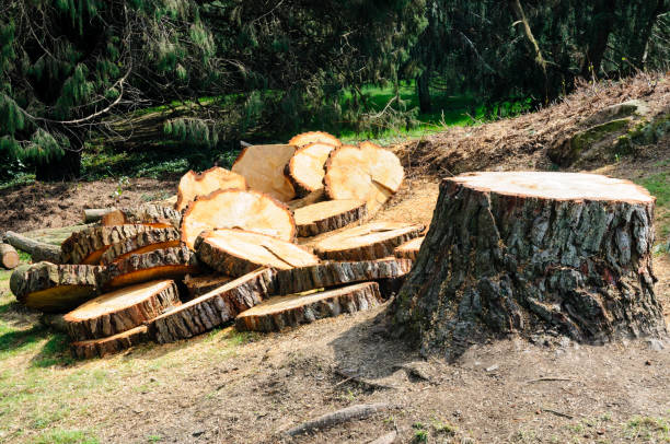 Best Tree Cabling and Bracing  in Garden Acres, CA